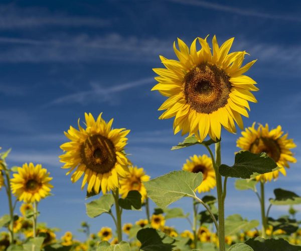 1 - Girasoli Maremma