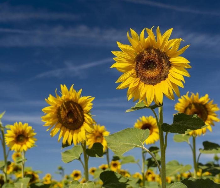 1 - Girasoli Maremma