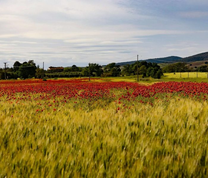 Agriturismo Marsiliana