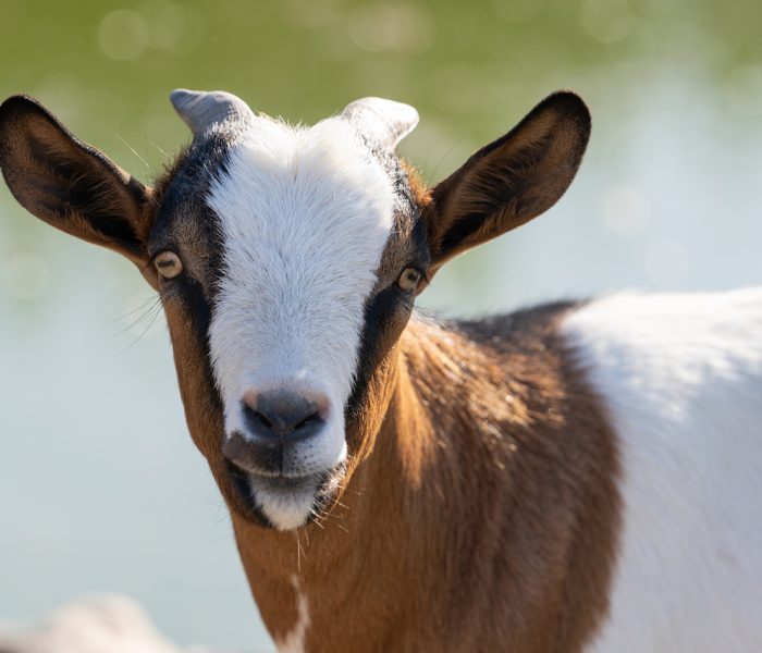 Fattoria Didattica Capretta