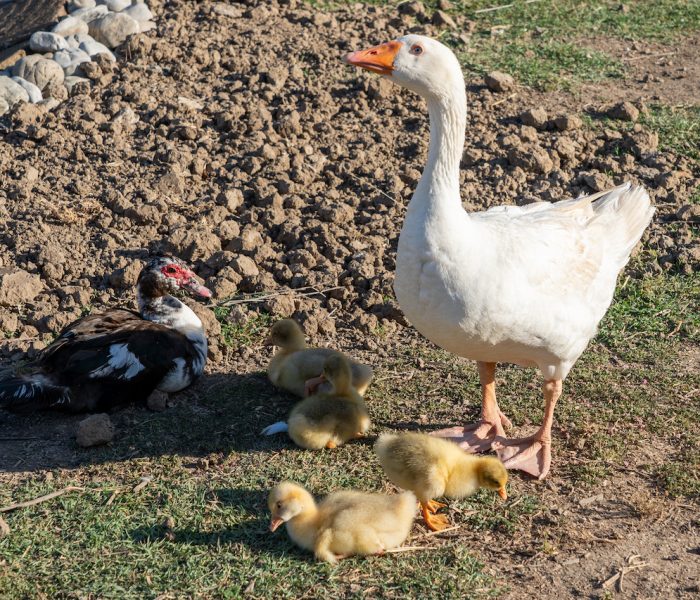 Fattoria Didattica Oca e Piccoli