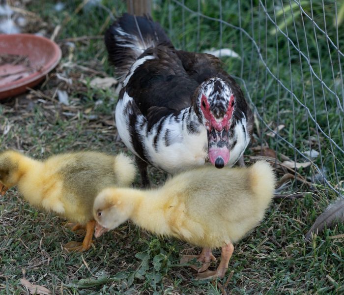 Fattoria Didattica Piccoli Oca